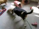 ferret an my dog