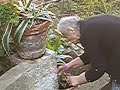 Grandmother Nunziata gardening (3) Grandmother Nunziata gardening (3)