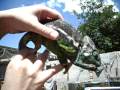 videos de Verrucosus Chameleon
