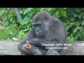 Gorillas
