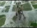Rock Weimaraner 11 meses