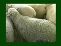 Stock Dogs Bouvier