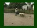 Stock-Dogs-Bouvier