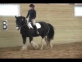 Gypsy Vanner horse