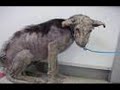 Animal Cruelty has to stop.