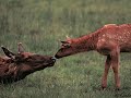 Majestic Elk (Wapiti)