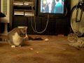 From a cat's eye view