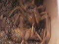 superjuanita camel spider