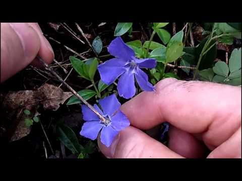 how to transplant yellow loosestrife