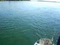 pesca-de-piapara-no-
