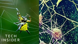 How Spider Silk Could Change The World