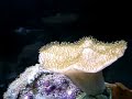 aquario nano plantado raizes marsilea 