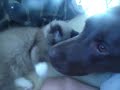 ragamuffins love dogs ragamuffins love dogs