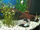 Fishes for sale or swap