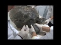 Kıbrıs'ta bulunan dev yeşil kaplumbağa tedavi altında