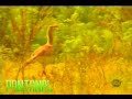 Trilha Sonora Pantanal: Garça Branca - Cláudio Nucci