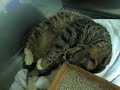 My life as a stray cat in Hong Kong