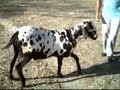 Seleçao de animais para venda Despachamos para todo o Brasil consute frete e forma de pagamento 