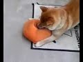 柴犬動画