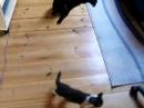 Pippin attack Pippin attack