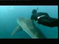 The Sharkman