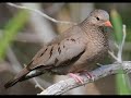 Birds of St. Lucie County, Florida Birds of St. Lucie County, Florida