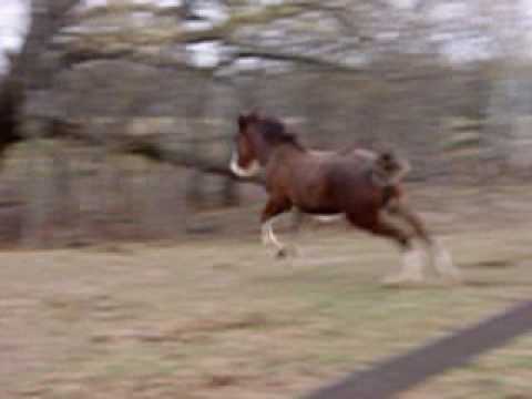 Shire filly showing off
