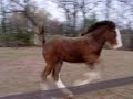 Shire filly showing off Shire filly showing off
