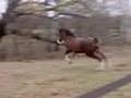 Shire filly showing off