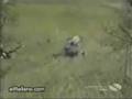 videos comicos- caidas de motos290