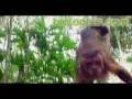 videos de Mamífero Primata Macaco Prego