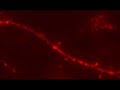 Axonal transport of synaptophysin