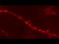 Axonal transport of synaptophysin