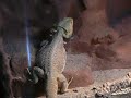 Bearded Dragon behaviour