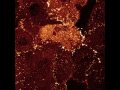 gfp-paxillin 2 erik danen
