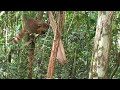 Coati climbing a palm tree in Iguazu Falls
