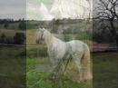 Un film sur Inti, mon cheval et moi
