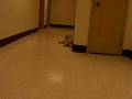 videos de Gertie the goldendoodle playing fetch