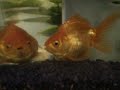 Cheemo - Ryukin Goldfish