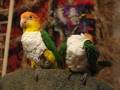 Preening Birds