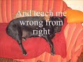 Savin me - Nickleback - about saving my Podenco