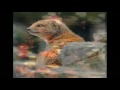 Elephant's Memory - Mongoose - [rare STEREO mix]