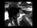 Haunted Moose Dog Halloween#1 Haunted Moose Dog Halloween#1