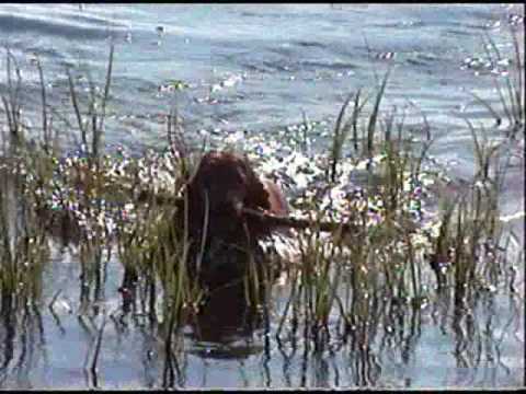 cocker spaniel dog loves to swim