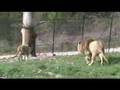 Male Lion Guards HIS Girl