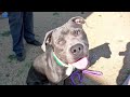 Chipper-A1086987 ** Needs Rescue **