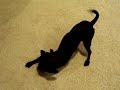 Breakdancing Dog