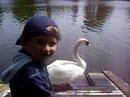 Stanik a labut Stanik a labut