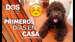  16 - Educar a un cachorro - Primeros días en su nueva casa