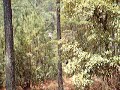tirolesa.html
